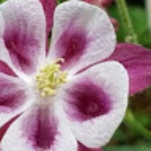 Meet your Posher, Ally